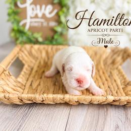 Hamilton - Cream male Australian Labradoodle puppy in Taylor, Michigan from Mi Best Doodle Ever, LLC