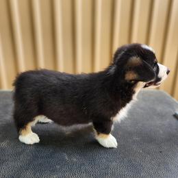 Labrador Retriever and Pembroke Welsh Corgi Puppies from White Star Corgis