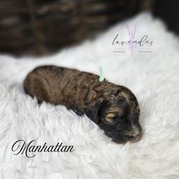 Manhattan - Sable female Cockapoo puppy in Mancelona, Michigan from Lavender poodles & doodles