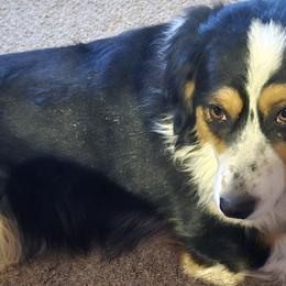 Miniature Australian Shepherds from Jaylee 's miniature Australian shephards