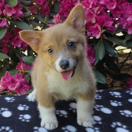 Female 2 - Blue female Pembroke Welsh Corgi puppy in Unicoi, Tennessee from East Tennessee Clark Corgis
