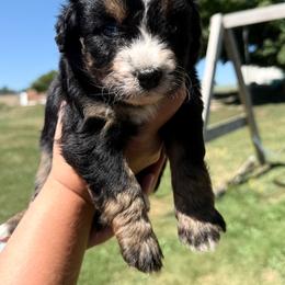 Boy 2 - male Australian Mountain Doodle puppy in Hesperia, Michigan from C4 Ranch