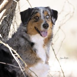 Sylver - Australian Shepherd