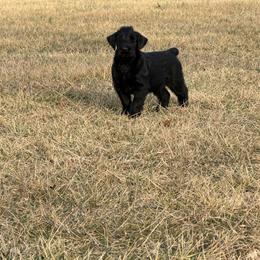 Boy 2 - Black male Giant Schnauzer puppy in Bois D’arc, Missouri from Down Low Kennels