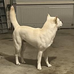Jindo All Grown Up from Hwarang Kennel Korean Jindo | 화랑 진돗개