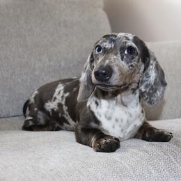 Hopi - Dachshund