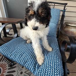 Maverick - Black tri-color male Aussiedoodle puppy in Lowville, New York from Adirondack Labradoodles