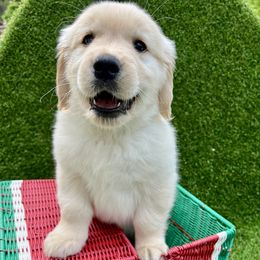 Golden Retriever Puppies from Jackson Farm Kennels