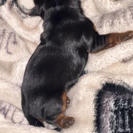 Yorkshire Terrier Puppies from The Doggy Empire