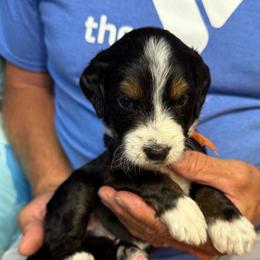 Buck - Tri-color male Bernedoodle puppy in Ferguson, North Carolina from Elevated Standards NC