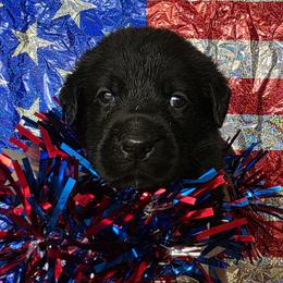 Boy 4 - Black male Labrador Retriever puppy in Holyoke, Massachusetts from Urban Oak Labradors LLC