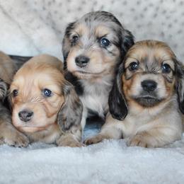 Dachshund Puppies from Dreamheart Dachshunds