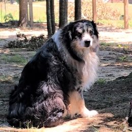 Australian Shepherd All Grown Up from Powell's Paws