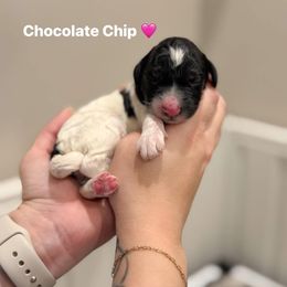 Chocolate chip - Black and white female Bernedoodle puppy in Benton, Arkansas from Cozy Creek Doodles