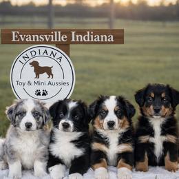 Miniature Australian Shepherd puppies from Indiana Toy & Mini Aussies