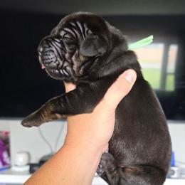 LIONEL Black tan or brindle point green - Black male Great Dane puppy in Port Clinton, Ohio from LakeSide Danes