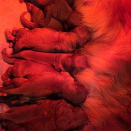 Boy 5 - Golden male Golden Retriever puppy in Mt Solon, Virginia from Emma's Golden Puppers