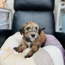 Caramel- orange - Phantom male Bernedoodle puppy in Oak Hills, California from High Desert Doodles