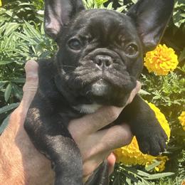 Girl 4 - female French Bulldog puppy in Charlestown, Indiana from Peche Mignon French Bulldogs