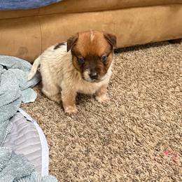 Boy 2 - Red speckled male Australian Cattle Dog puppy in Concrete, Washington from Back Country Australian Cattle dogs
