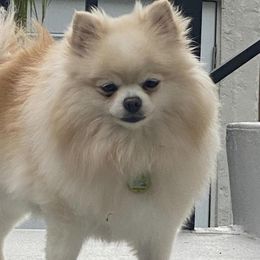 Pomeranians from Pure Poms & Pomskies