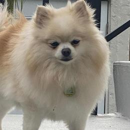 Pomeranians from Pure Poms & Pomskies