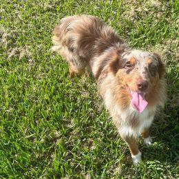 Teddy - Miniature Australian Shepherd