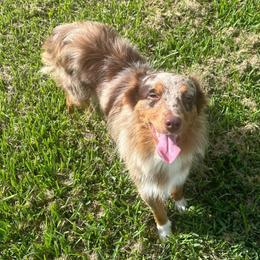 Teddy - Miniature Australian Shepherd
