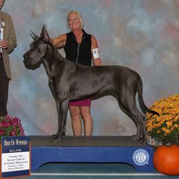 Nikki - Great Dane