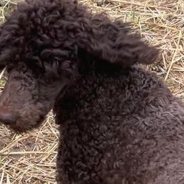 Aussiedoodles, Miniature Australian Shepherds, and Poodles from Vermillion Holler Aussies & Doodles, LLC