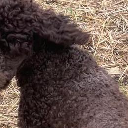 Aussiedoodles, Miniature Australian Shepherds, and Poodles from Vermillion Holler Aussies & Doodles, LLC