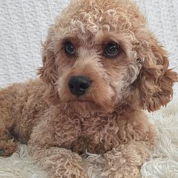 Ember - Cavapoo