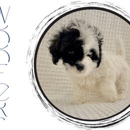 Charles - Black and white male Cavapoo puppy in Oak Island, North Carolina from Carolina Cavapoo Puppies