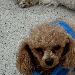 SirLee - Shihpoo