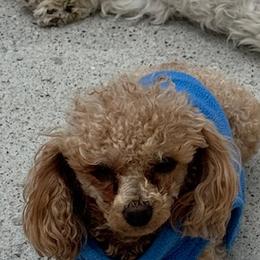 SirLee - Shihpoo