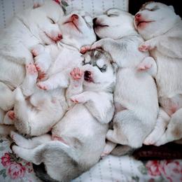 Siberian Husky puppies from Tugline Siberians