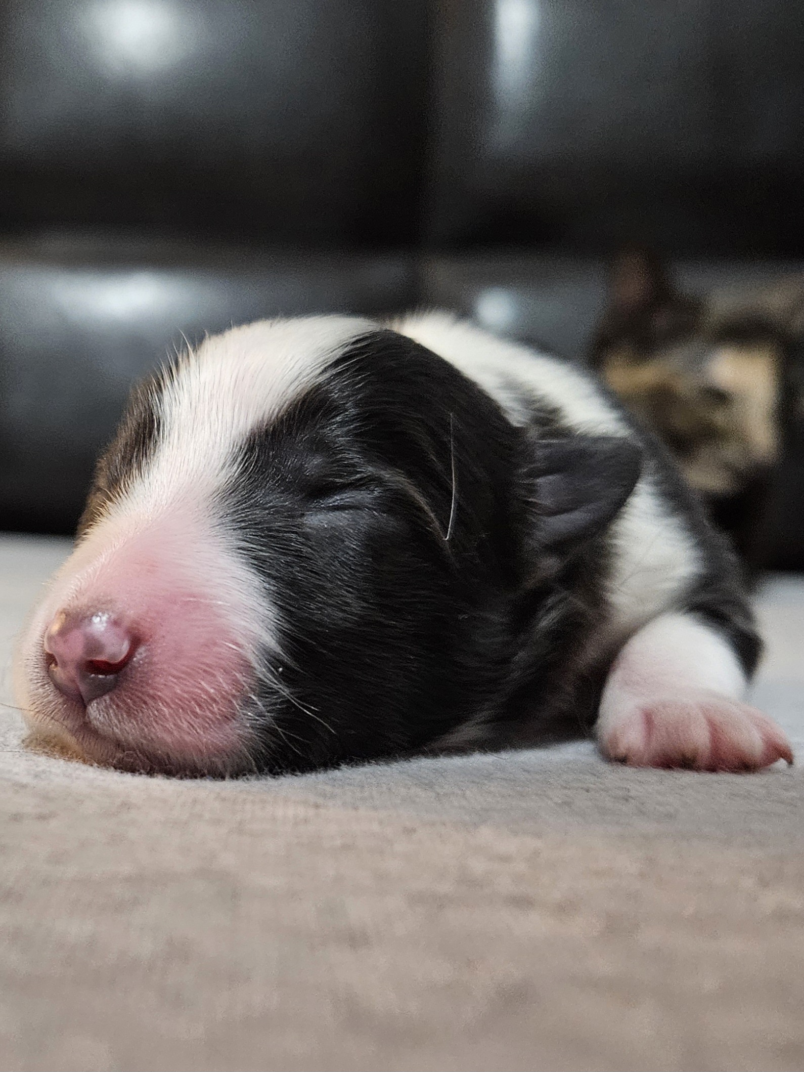 Shetland Sheepdog Puppies from Henotic Homestead's Shetland Sheepdogs