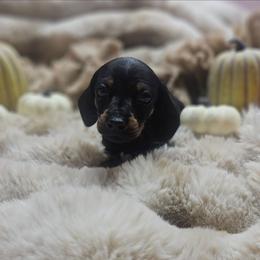 Timmy 2800 - Black and tan male Dachshund puppy in Anaconda, Montana from Montana Country Dachshunds