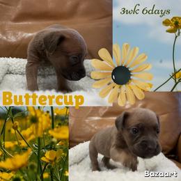 Buttercup - Gray and fawn female Cane Corso puppy in San Isidro, Texas from MTZCC Ranch, LLC