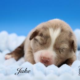 Jake - Red merle male Miniature Australian Shepherd puppy in Weeki Wachee, Florida from Arlington's Mini Aussies