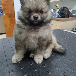 Beverly - Cream sable female Pomeranian puppy in El Centro, California from BabyBooPoms