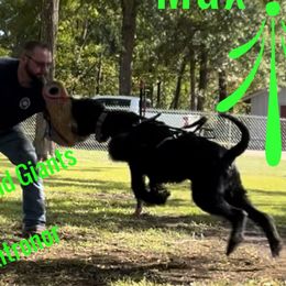 Max - Giant Schnauzer