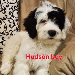 Hudson - Black and white male Portuguese Water Dog puppy in Narvon, Pennsylvania from Prized Family Porties