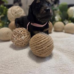 Cassy - Black and cream female Dachshund puppy in Centerville, Georgia from Mel's LowRider Ranch
