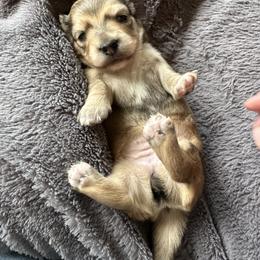 Girl 2 - Cream female Dachshund puppy in Ashland, Kentucky from Angell Weens