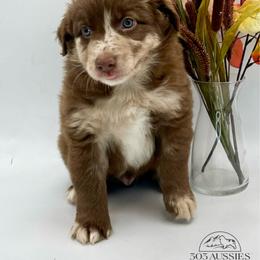 Merble - Red merle male Australian Shepherd puppy in Thornton, Colorado from 303 Aussies