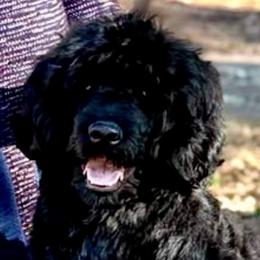 Filippa (Pippa) - Portuguese Water Dog