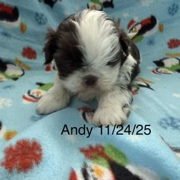 Andy - Chocolate male Shih Tzu puppy in Jasper, Indiana from Jacob’s Spoiled Shih Tzu