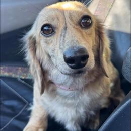 Otter - Dachshund