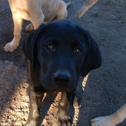 Boy 4 - Black Labrador Retriever puppy in Farmington, Washington from Eelkema's Labradors at CrossView Ranch